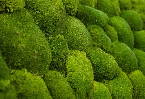 Clarke Rendall MOss swatch - Presentation Media