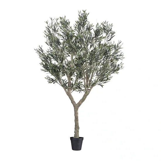 Vistafolia Cielo Verdi Olive Tree - Presentation Media