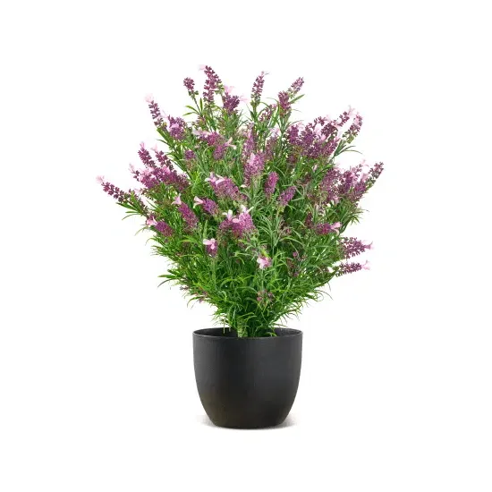 Vistafolia French Lavender Bush - Presentation Media